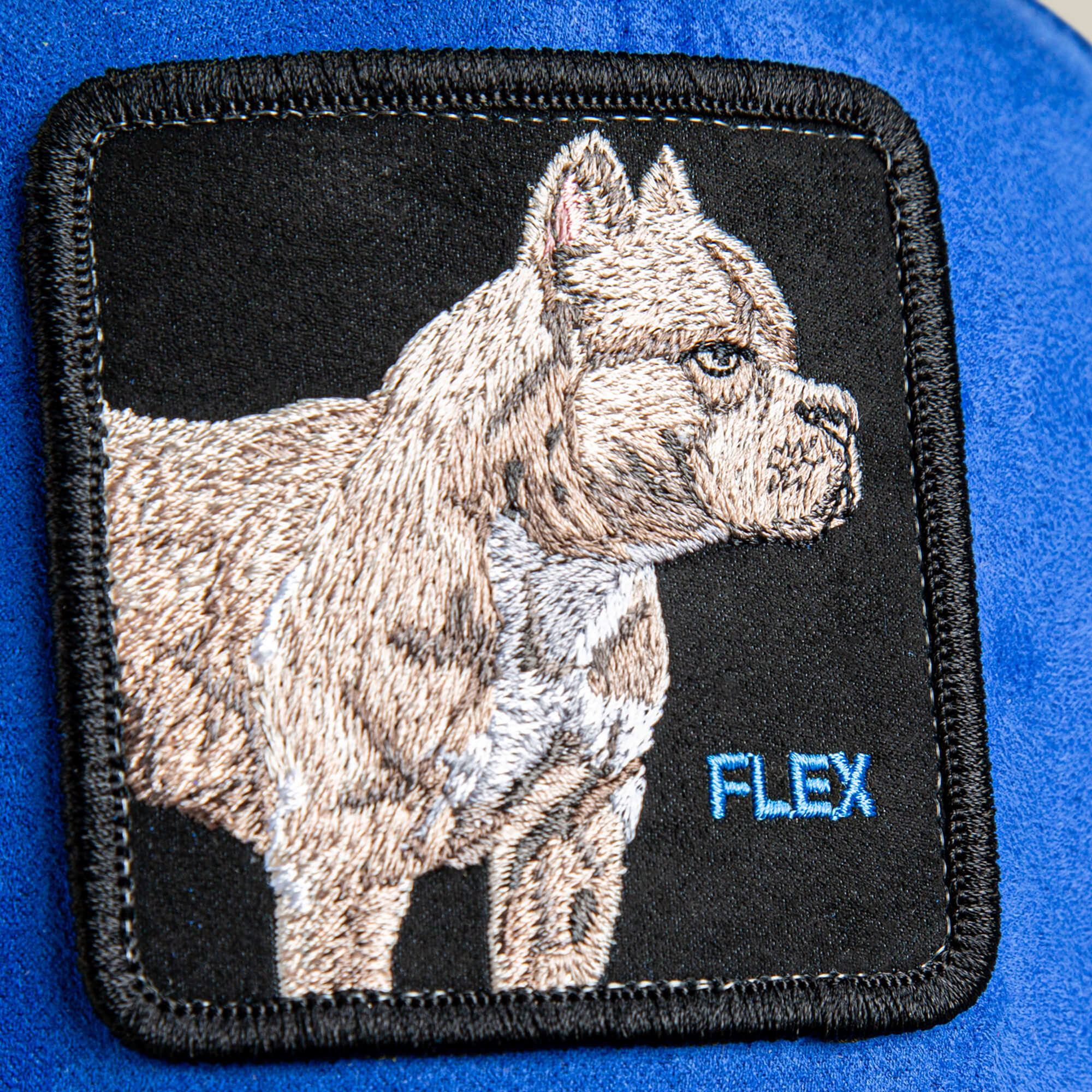 The Suede Pitbull by Goorin Bros. features an embroidered muscular pitbull with pointed ears and "FLEX" stitched in blue on a blue background—ideal for pairing with an electric blue crown or black suede brim.