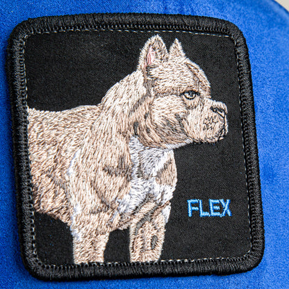 The Suede Pitbull by Goorin Bros. features an embroidered muscular pitbull with pointed ears and "FLEX" stitched in blue on a blue background—ideal for pairing with an electric blue crown or black suede brim.