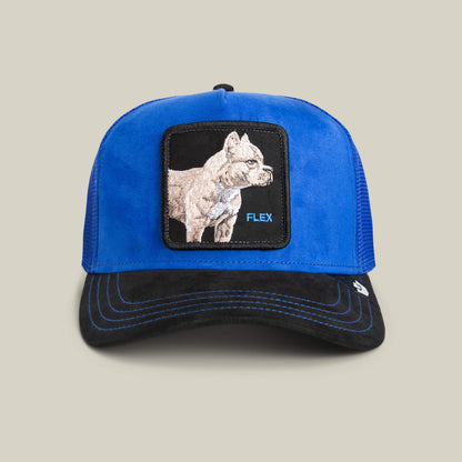 The Goorin Bros. Suede Pitbull cap features an electric blue crown, black suede brim, and a bulldog patch with "FLEX" on the front.